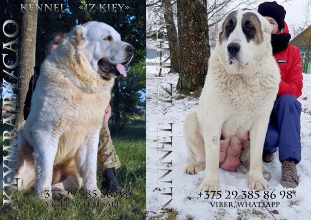 !!!SOLD/ПРОДАНЫ!!! мать ЛАКИ/LAKI (PANDA BEAR) & отец Яхонт (kennel alabay XXXXL 